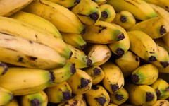 El experimento humano de Bill Gates con plátanos transgénicos