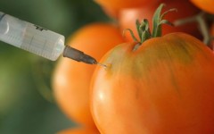 La Unión Europea impide que Monsanto privatice los tomates naturales