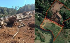 Inédito juicio ambiental contra empresario: Es acusado de borrar humedal en Mariquina